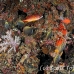 butterflyfish_collar_white_ban_nmal_h_0195_mal2447.jpg